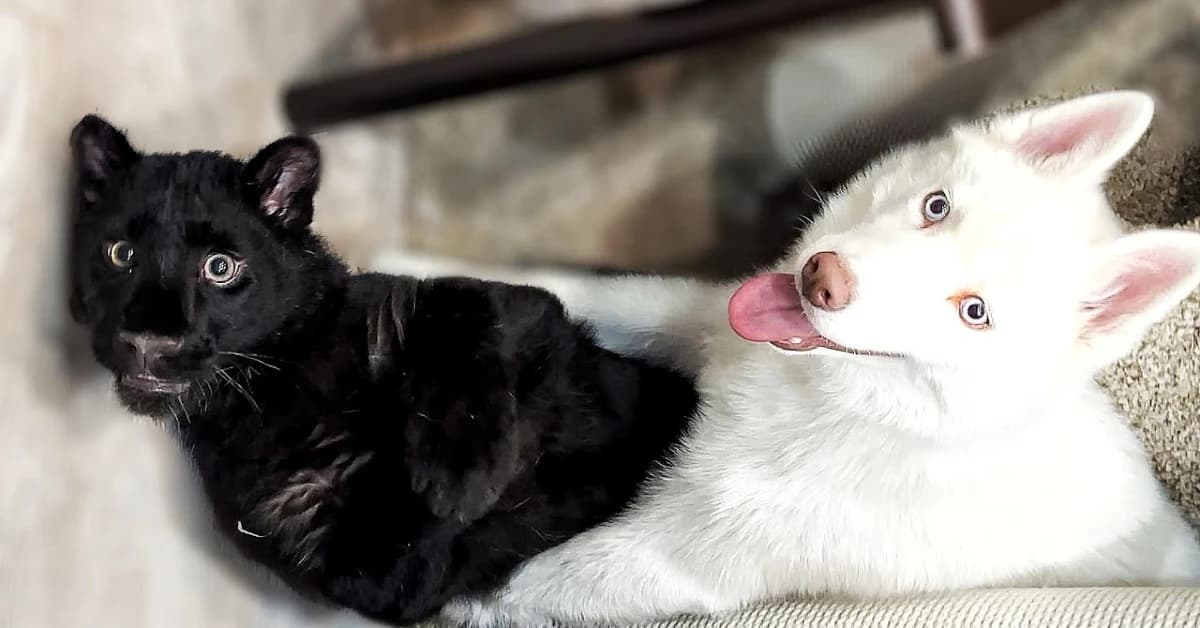 The black panther cub and the white wolf are inseparable