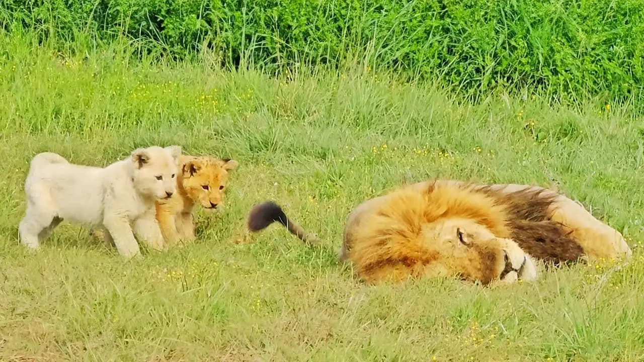 Mischievous lion cubs keep their dad awake while he attempts to nap