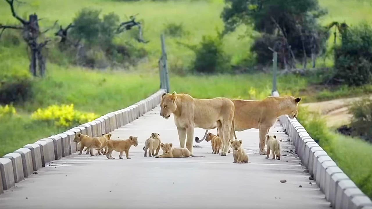 Bridge FULL of adorable lion cubs