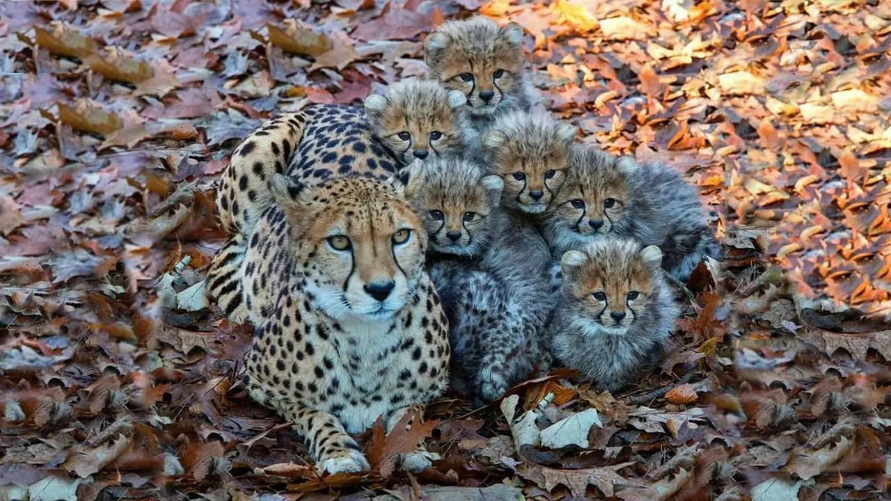 Absolutely stunning! A litter of six cheetah cubs has been born at Burgers’ Zoo