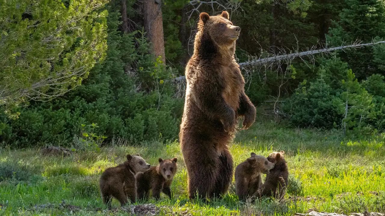 Incredible! Grizzly Bear 399 and Her Four Cubs on the Move (Video)