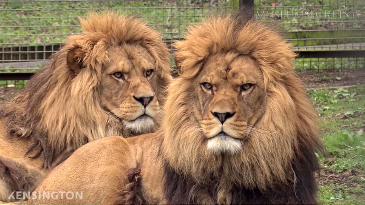 Introducing King from Forest Rock and Roar, the living relatives of the extinct Barbary lion