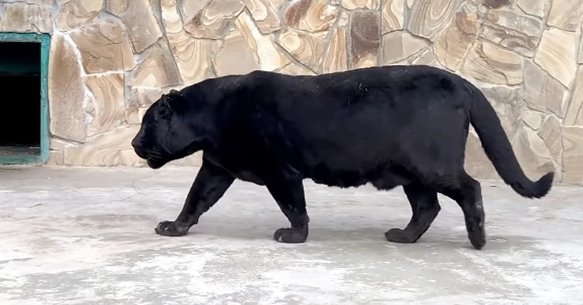 As the black panther growls and roars at Taigan Zoo, it’s the first time hearing this panther’s voice (Video)