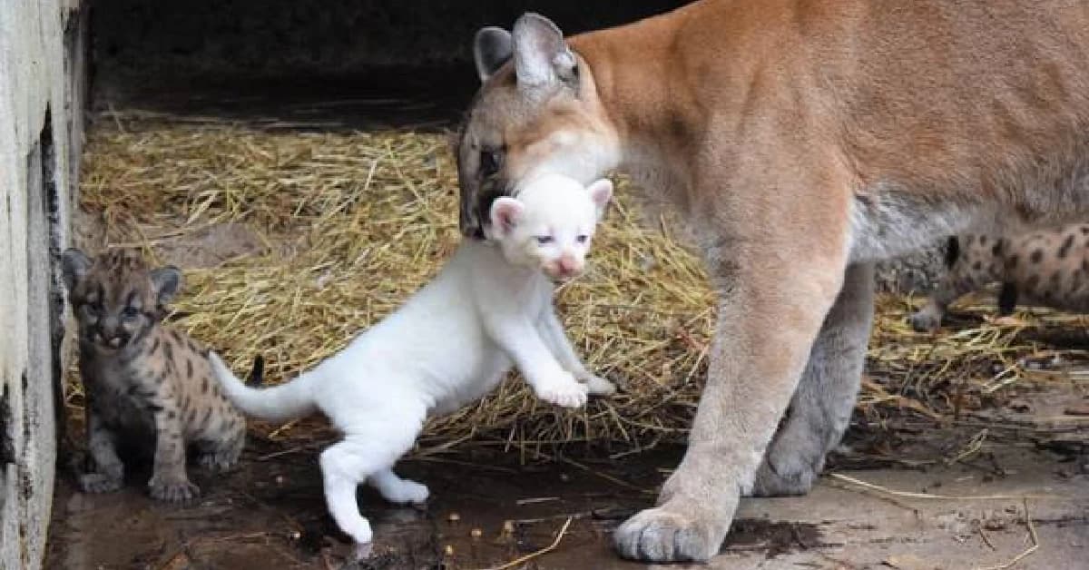 Birth of a unique albino puma at a zoo in Nicaragua (Video)