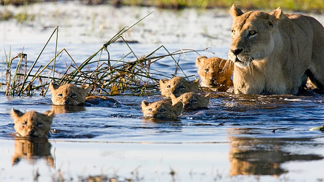 Small lion cubs and their family attempt to cross the river