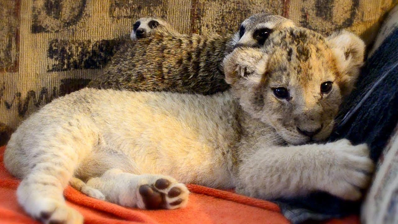 The most remarkable friendship between an orphaned lion and a meerkat unfolds as they develop an extraordinary bond after being adopted together at just one day old