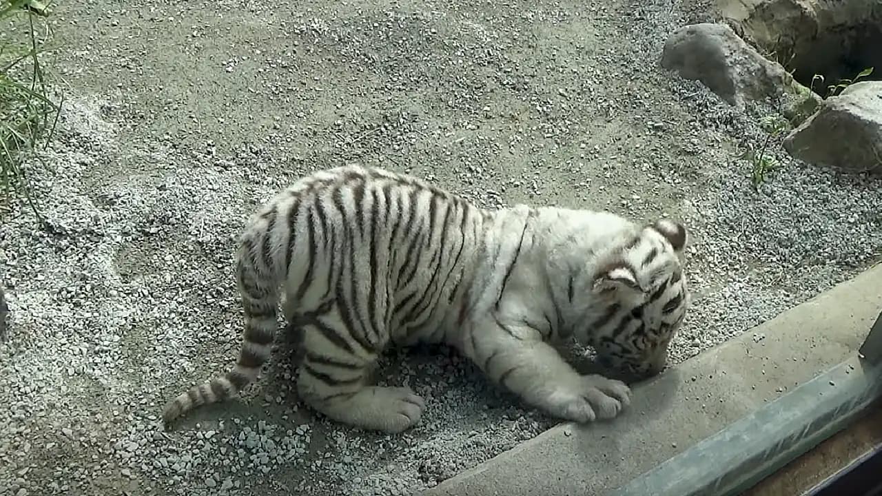 Mother Tiger is concerned about her cub playing in front of the spectators (Video)