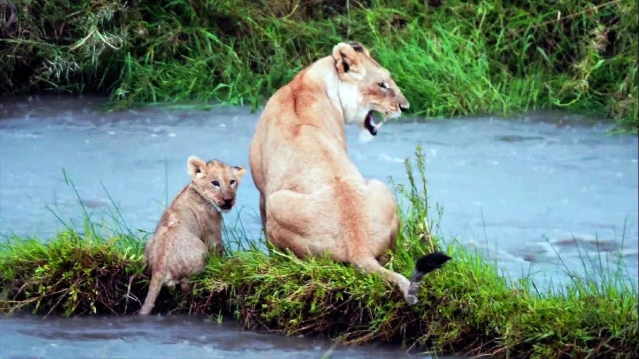 A lioness and her cub leap into the rushing waters and swim through the strong currents