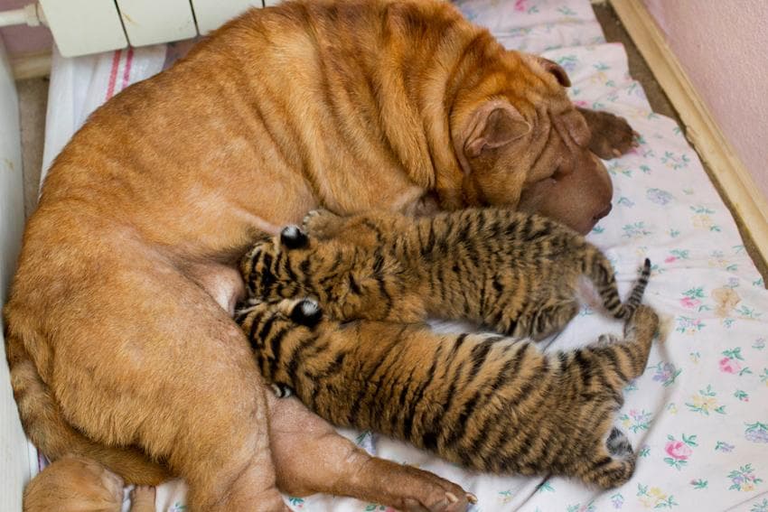 A Shar Pei dog takes in abandoned Siberian tiger cubs