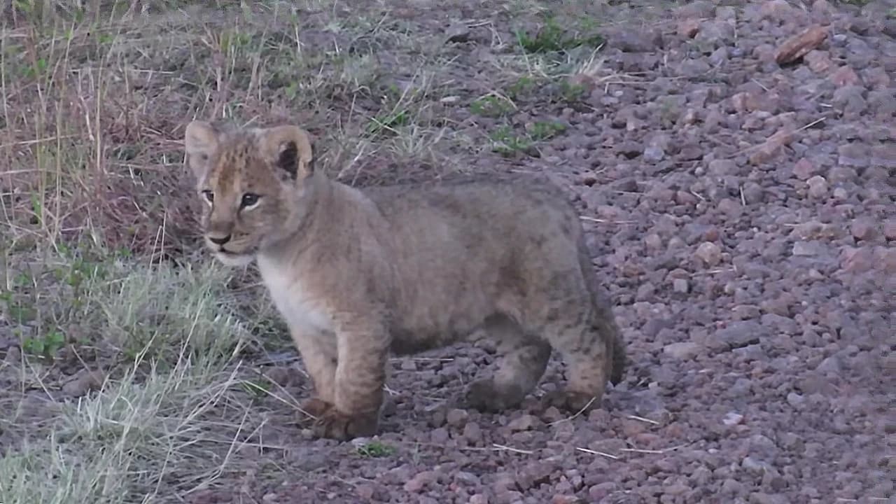 A young lion cub is crying out for its mother (Video).