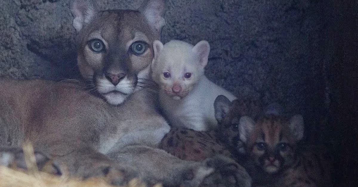 A rare albino puma has been born at a zoo in Nicaragua