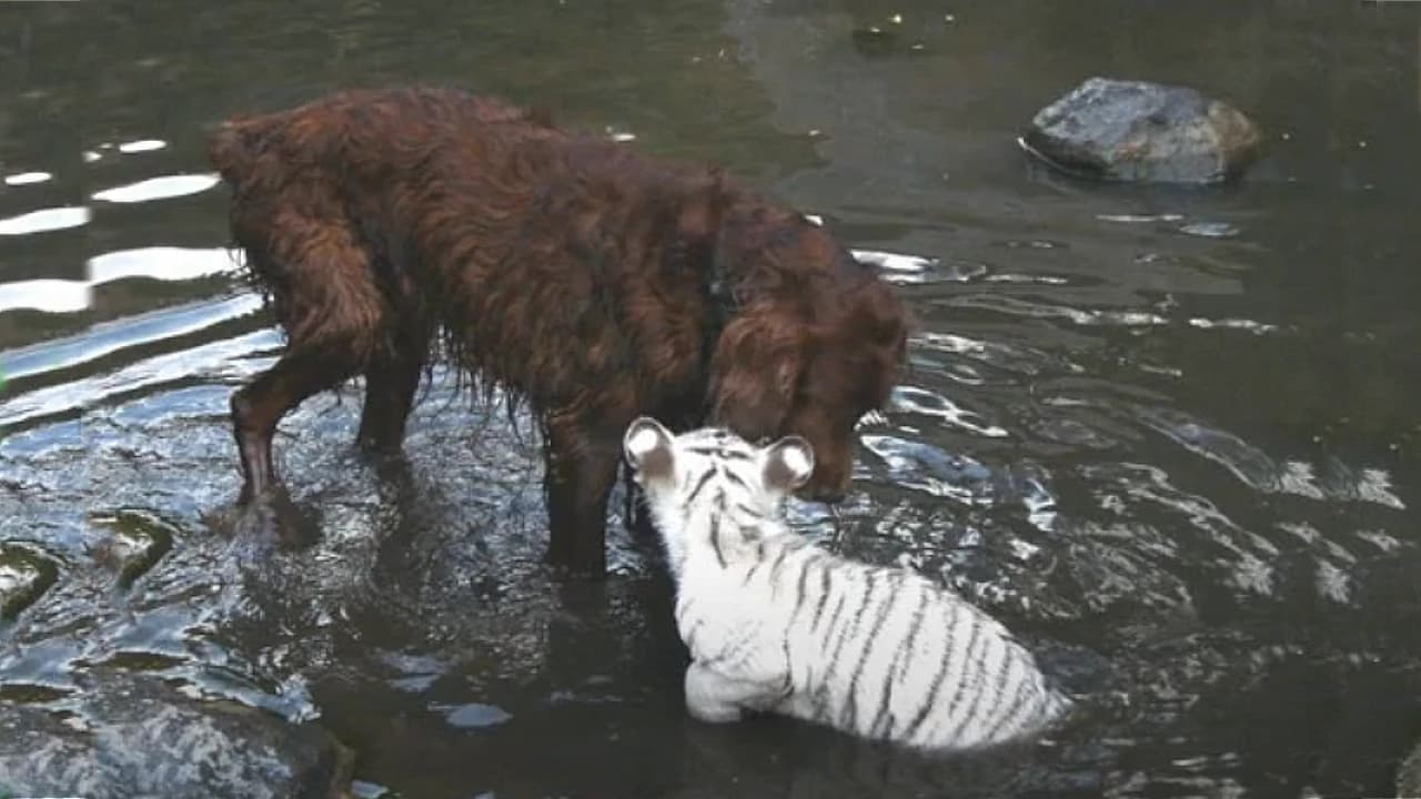 A dog aids in the upbringing of orphaned tiger cubs