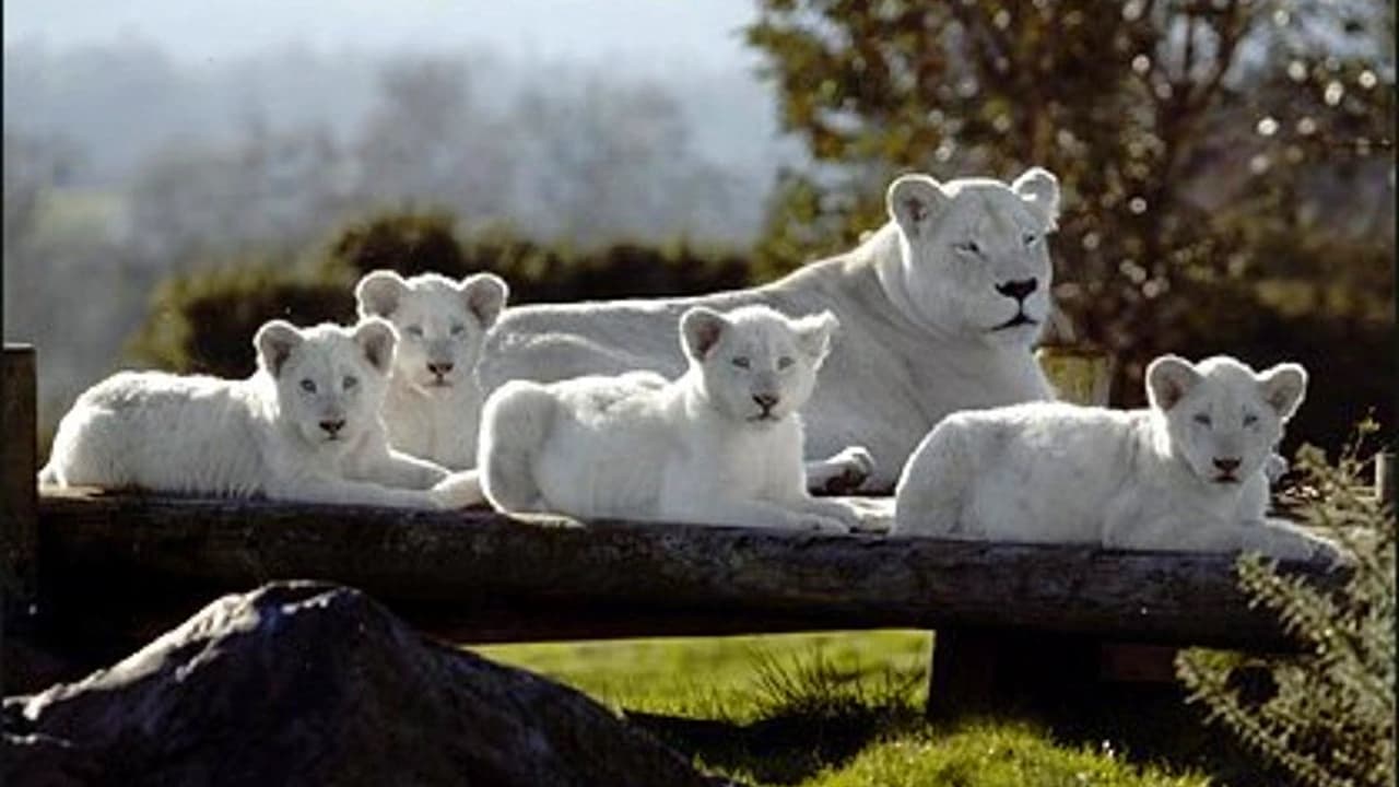 The arrival and early weeks of life for the UK’s first group of white lions