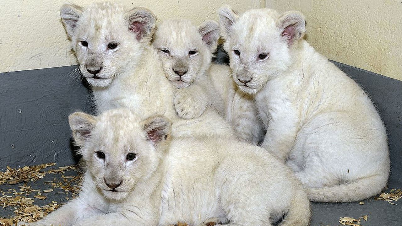 Zoo celebrates the arrival of white lion cubs | Absolutely Adorable (Video)