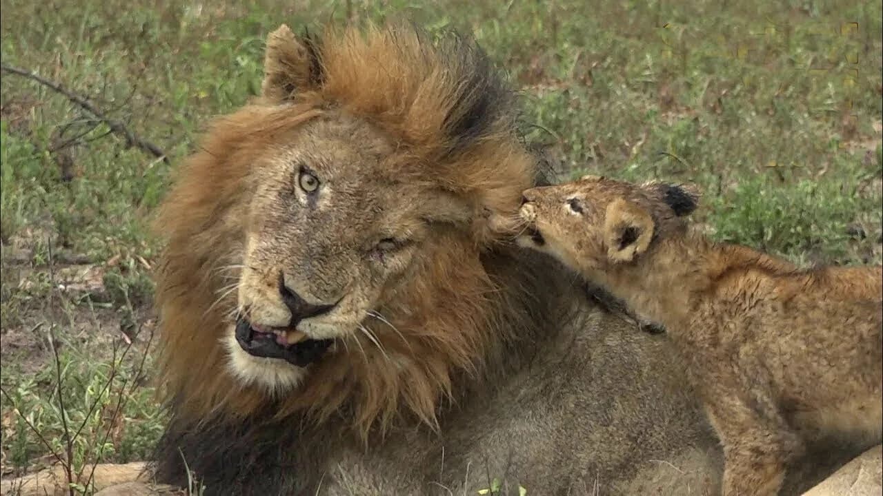 A lion cub tries his father’s patience