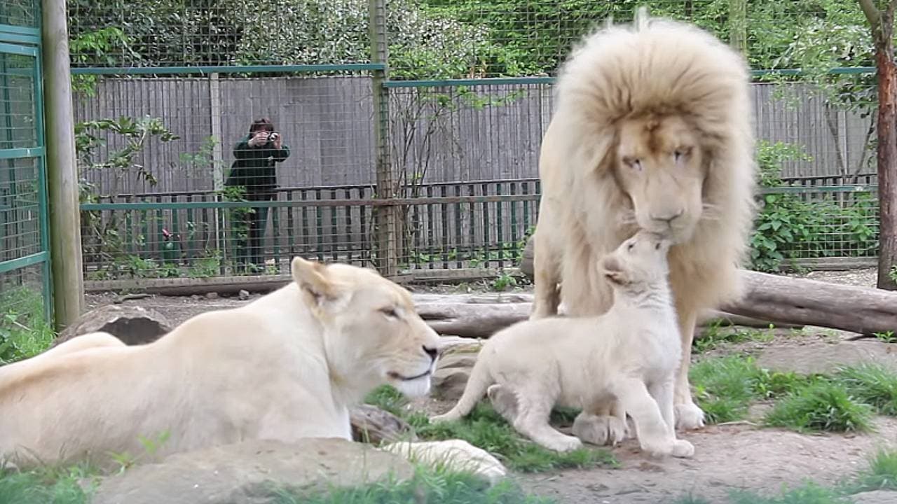 White lion father meets his daughter cub for the first time, showcasing a joyful family moment (Video)