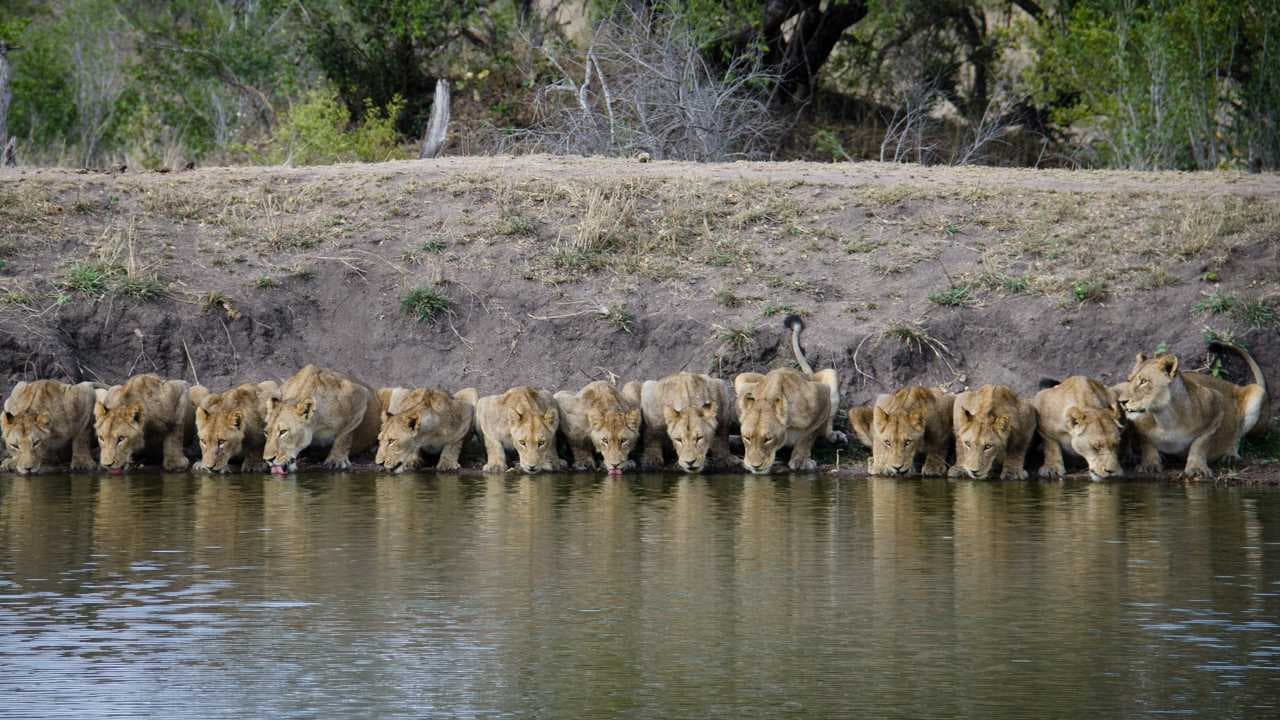 Incredible! Twenty lions gather to drink. The majestic lion family lines up, creating a stunning moment