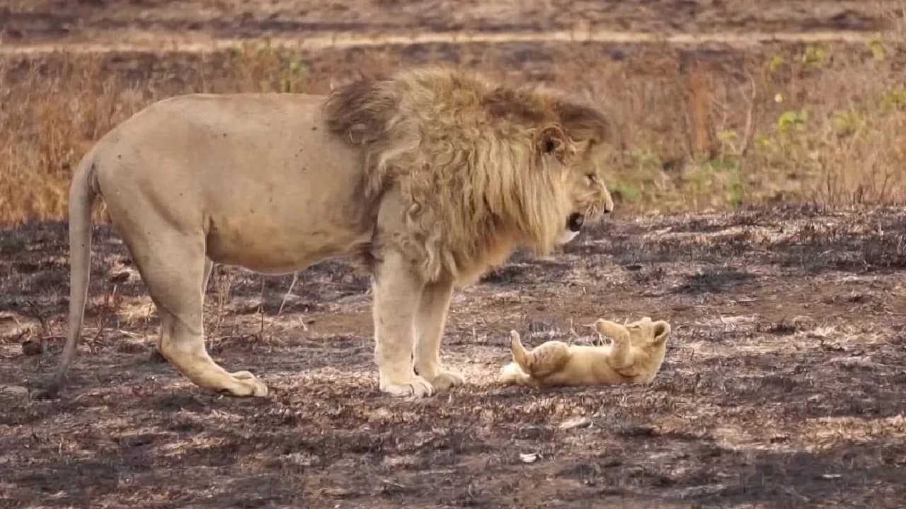 Father lion urging his sleepy cub to wake up (Video)