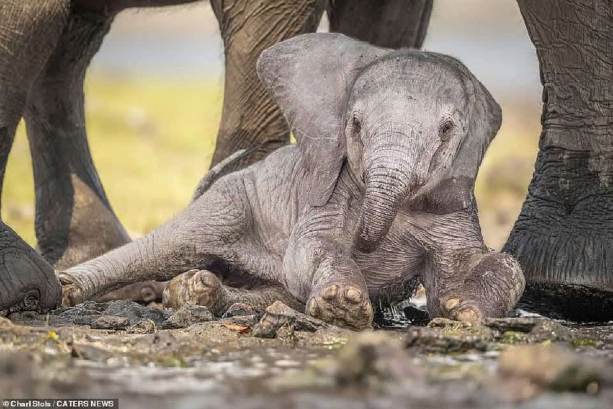 A mother elephant tenderly helps her newborn regain its balance after a few tumbles