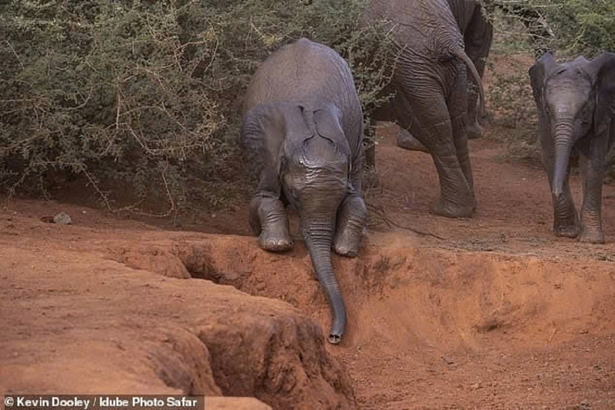 A playful baby elephant tumbles over while enjoying a dust bath adventure