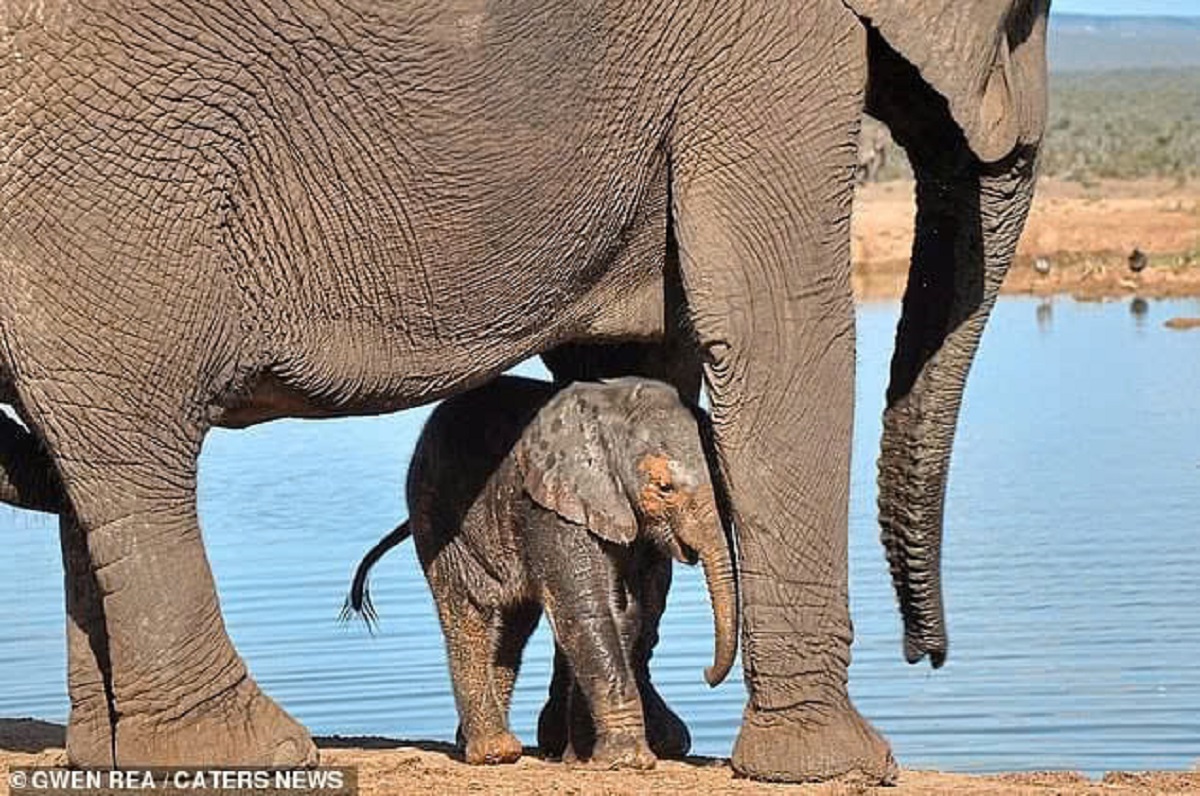 Brave Rescue: Young Elephant Saved from River After Falling In