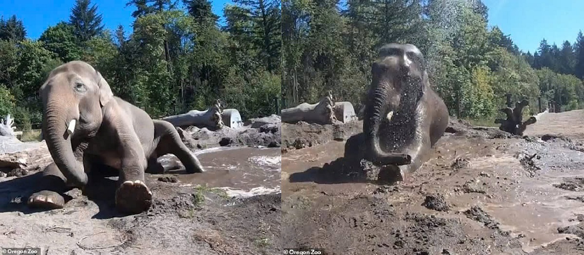 Samudra the Elephant Relishes a Refreshing Mud Bath at the Oregon Zoo