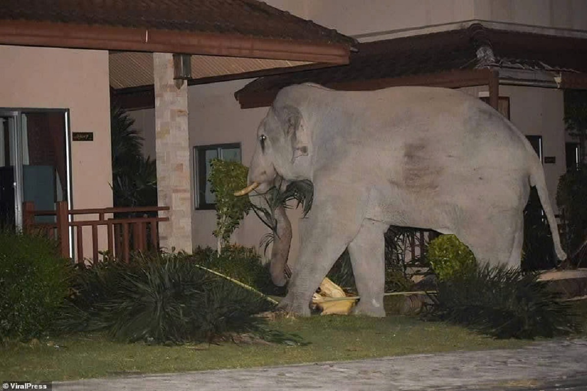 Fearless pet cat drives away a four-ton elephant searching for food in Thailand