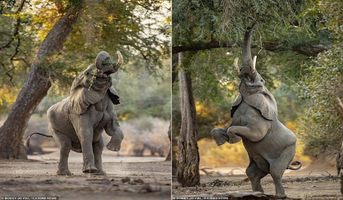 Elephant Displays Remarkable Agility to Reach High Branches in Zimbabwe