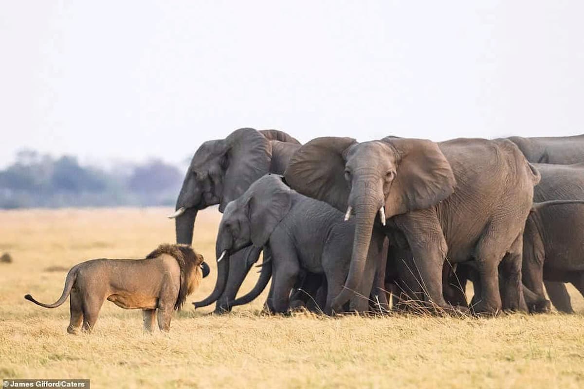 Elephant Herd Races to Rescue Calf from Lion Attack in Botswana