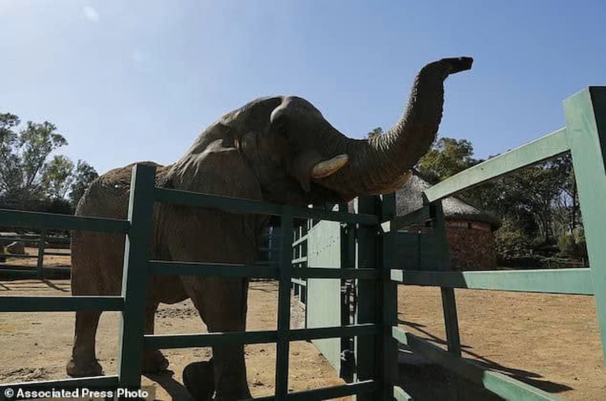 Should Lammie, the Last Elephant at Johannesburg Zoo, Stay or Be Moved Elsewhere?