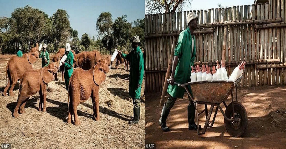 A Fresh Start and Compassion for Orphaned Elephants in Kenya