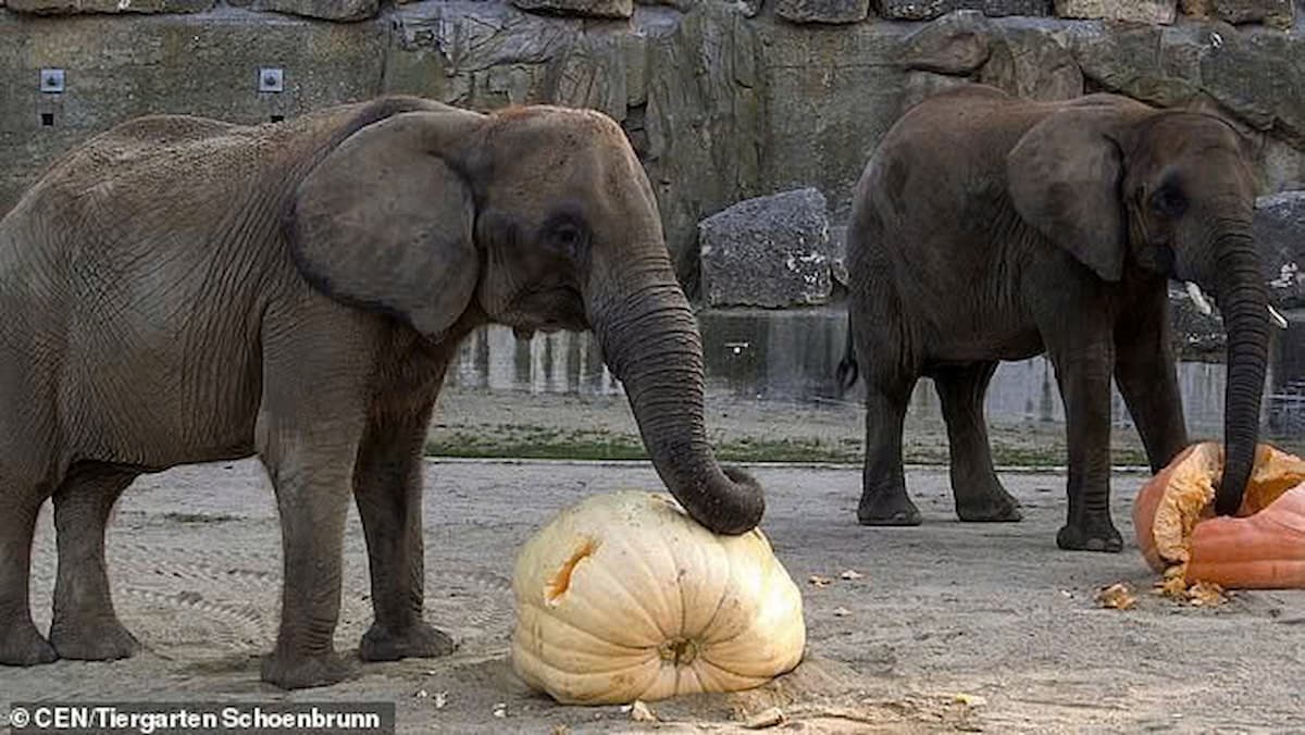 Elephants at an Austrian Zoo Ring in Halloween by Crushing Enormous Pumpkins