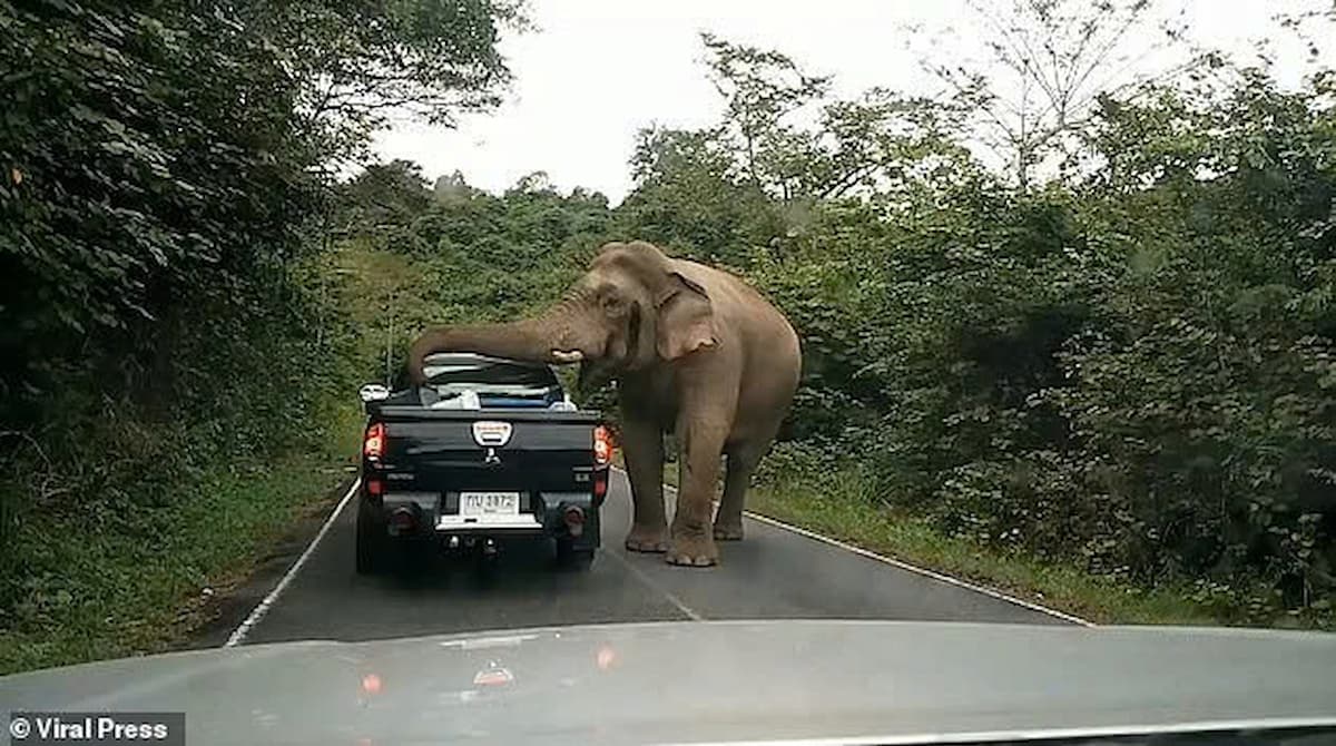 Starving Elephant Halts Traffic to Forage for Food from Trucks (VIDEO)