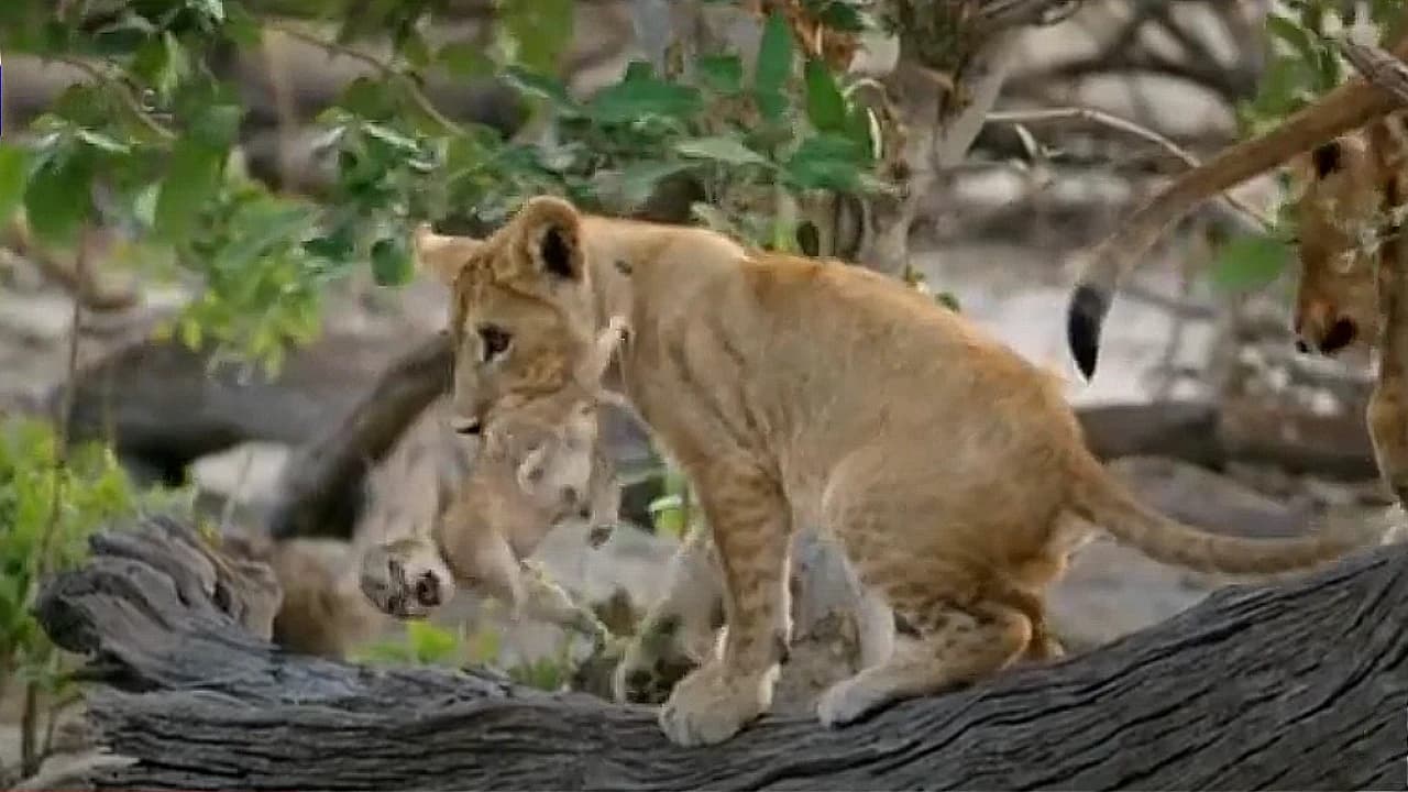 An older lion cub transports her newborn sibling to their mother. (Video)