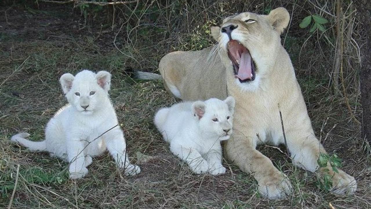 Four white lion cubs encounter humans for the first time in the wild | A rare sight in nature (Video)