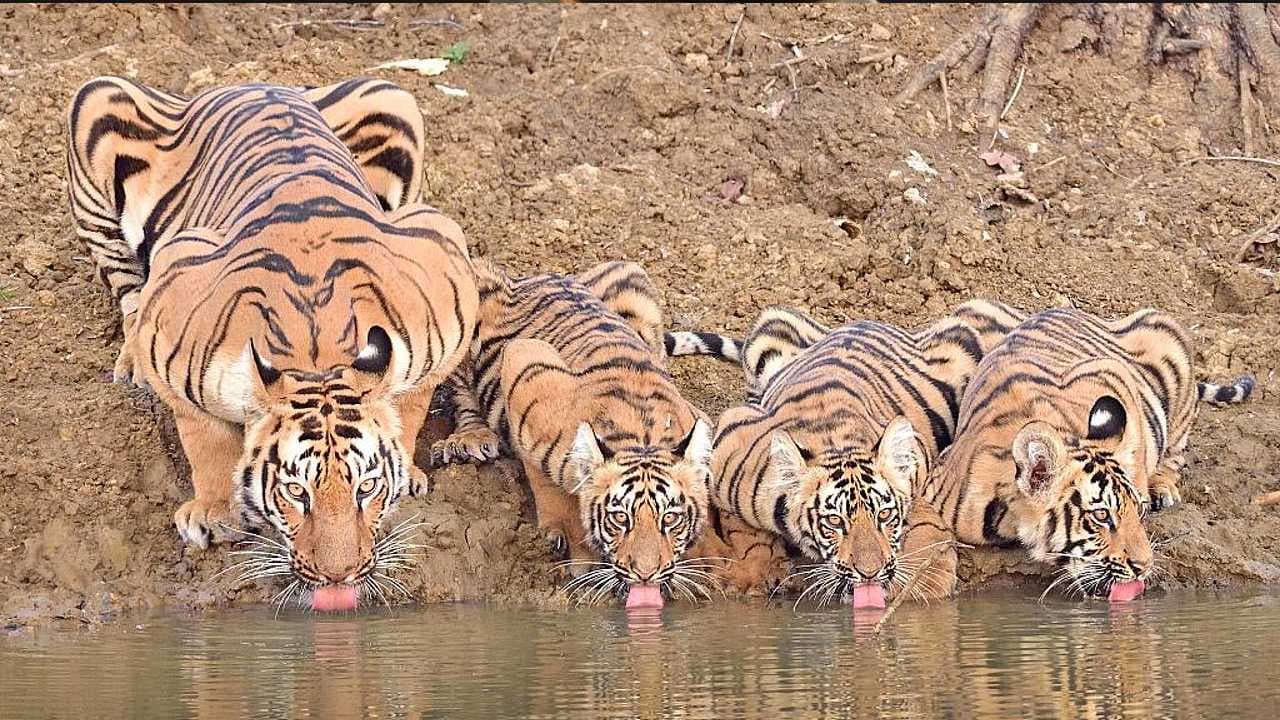 A stunning video captures a tiger family drinking water together, showcasing their natural beauty and elegance