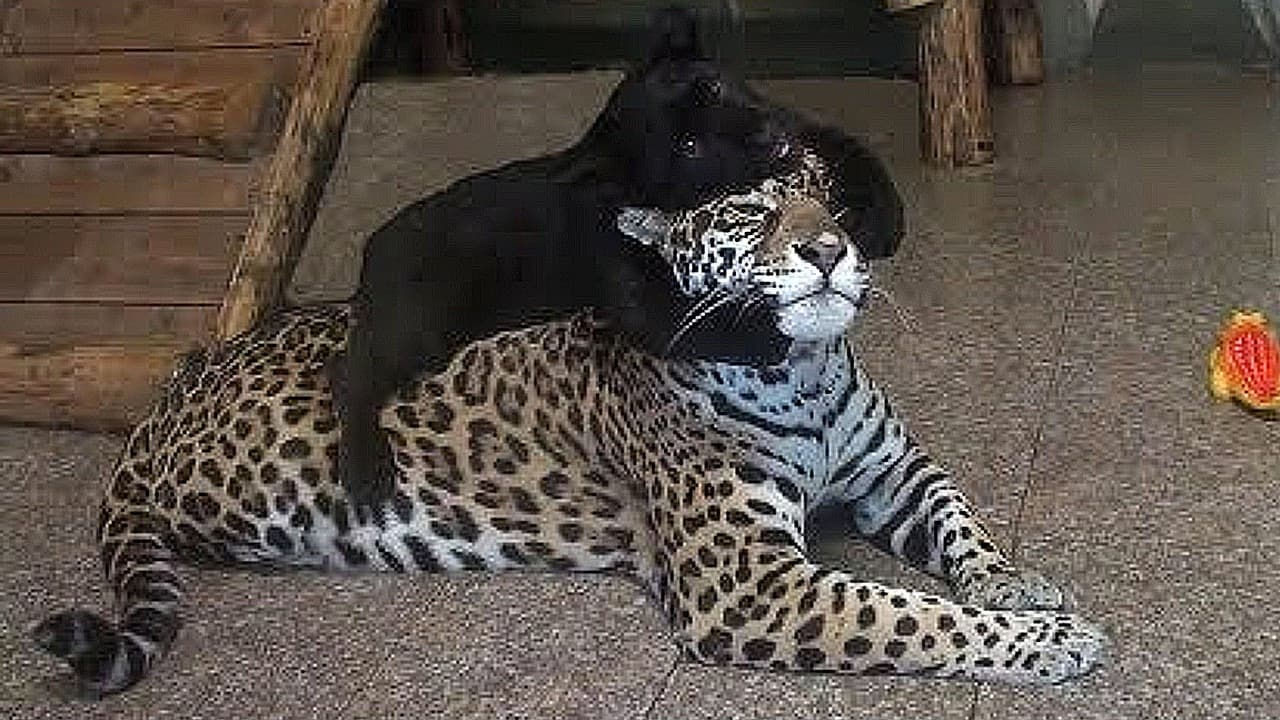 Incredible! A jaguar mother with her two black cubs captured on video