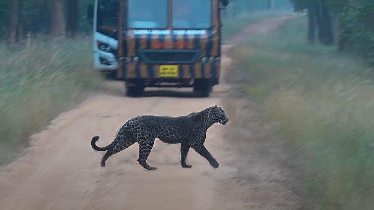 A rare black leopard was spotted crossing the road in Tadoba, as shown in a video