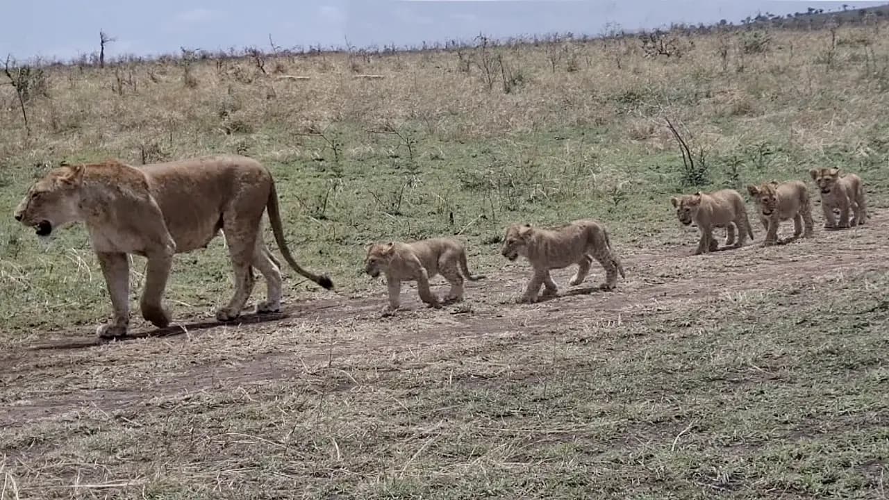 Mother lion with her five playful cubs spotted in Serengeti National Park (Video)