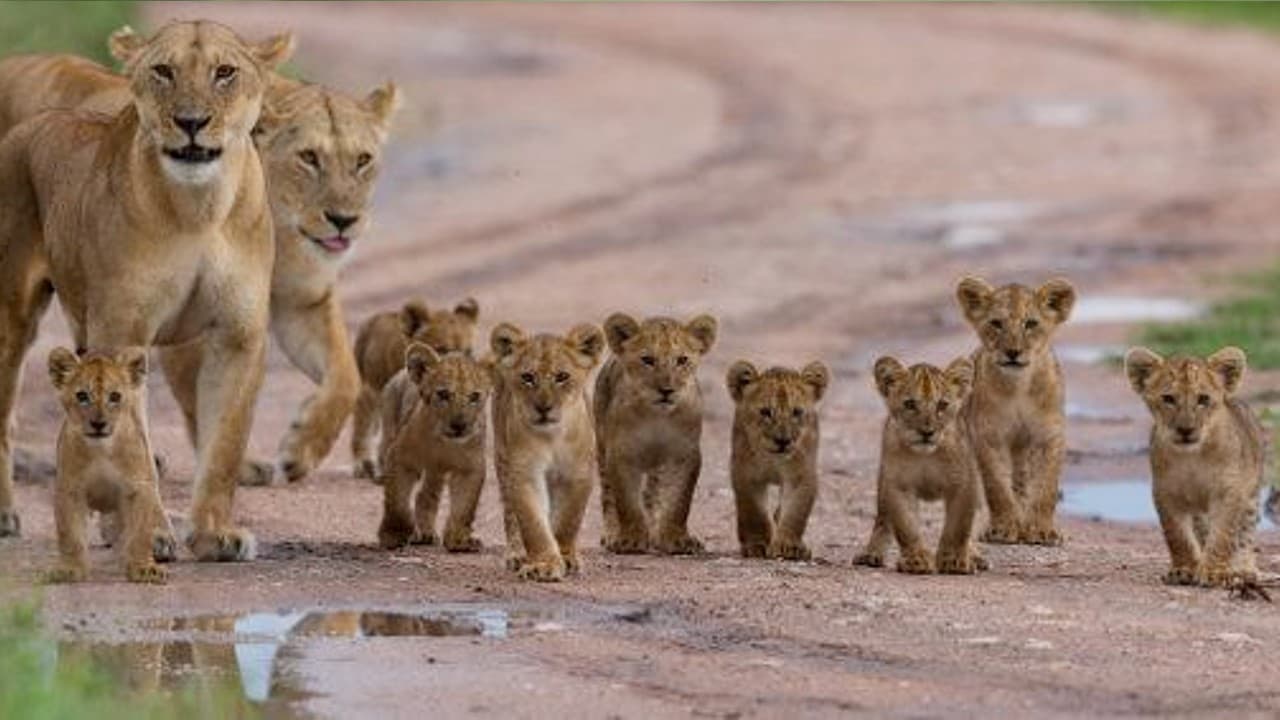 Introducing a mighty lion family with nine adorable cubs (Video)