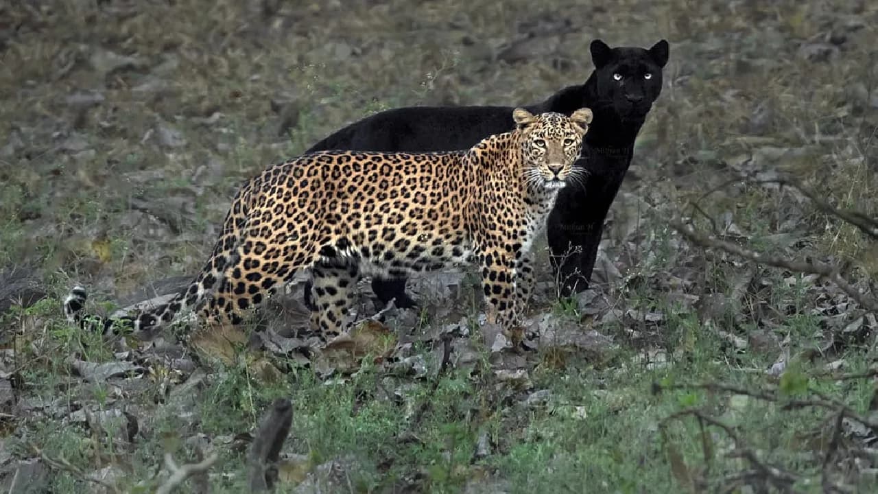 A remarkable black leopard was spotted in the wild alongside its mate (Video)