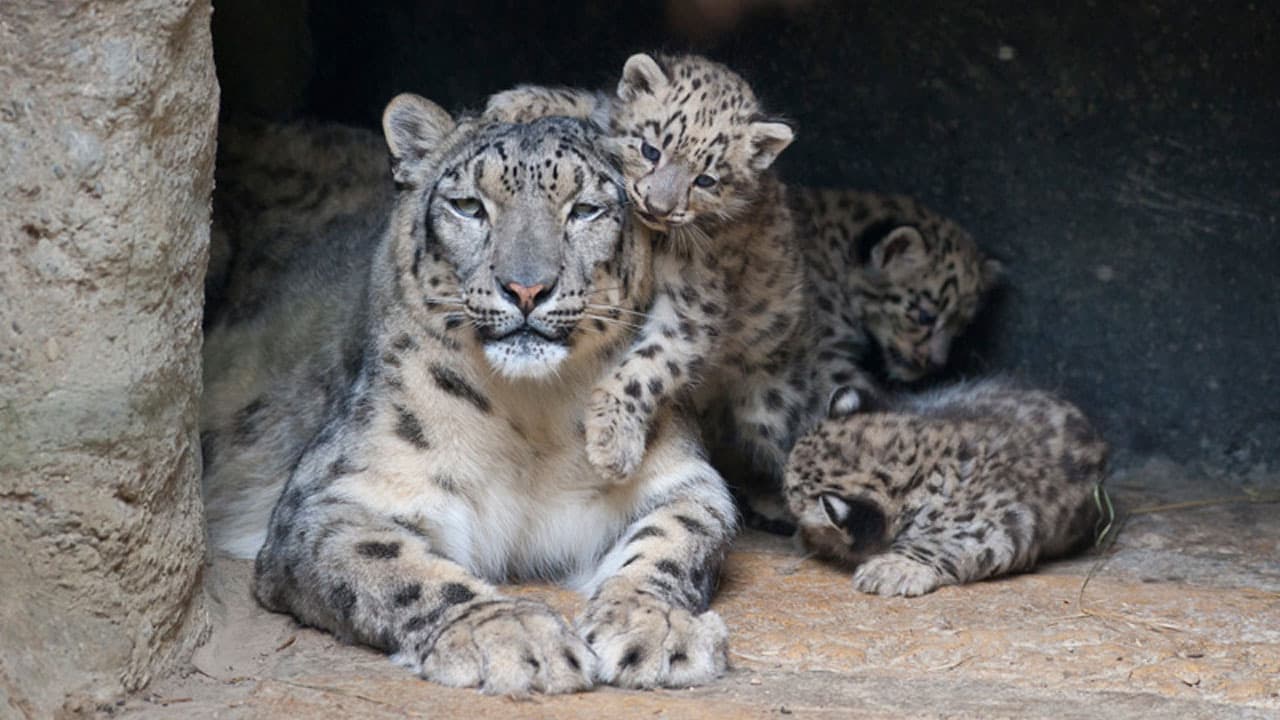 Zoo Basel Welcomes Three Snow Leopard Cubs (Video)