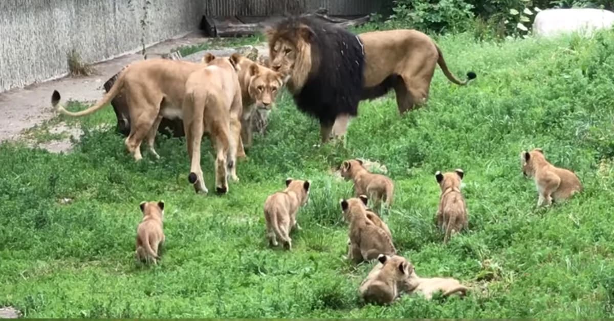 Today, the lion father holds an important gathering with his cubs (Video)