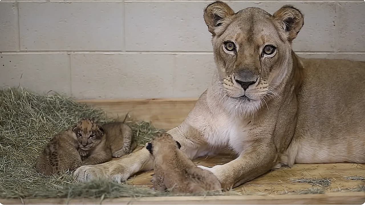 A First Glimpse of the African Lion Cubs (Video)