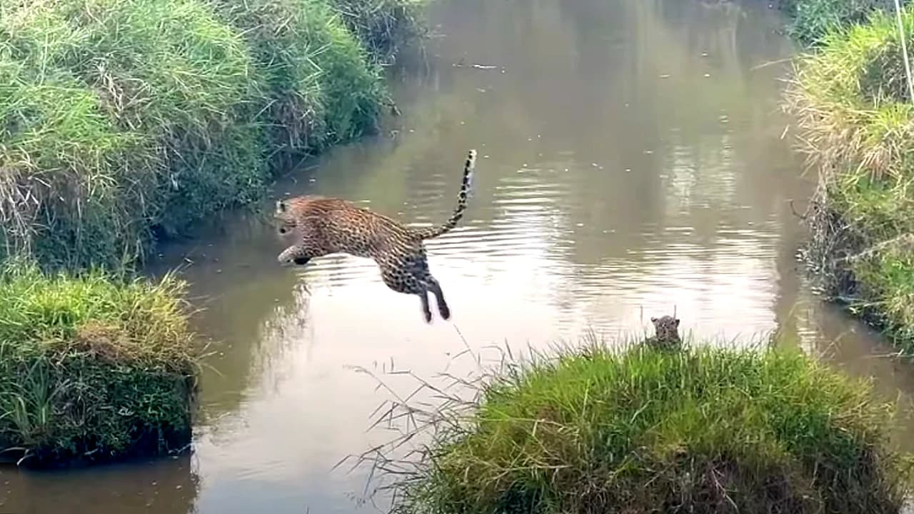 A mother leopard and her two cubs crossing a river in Kenya (Video)