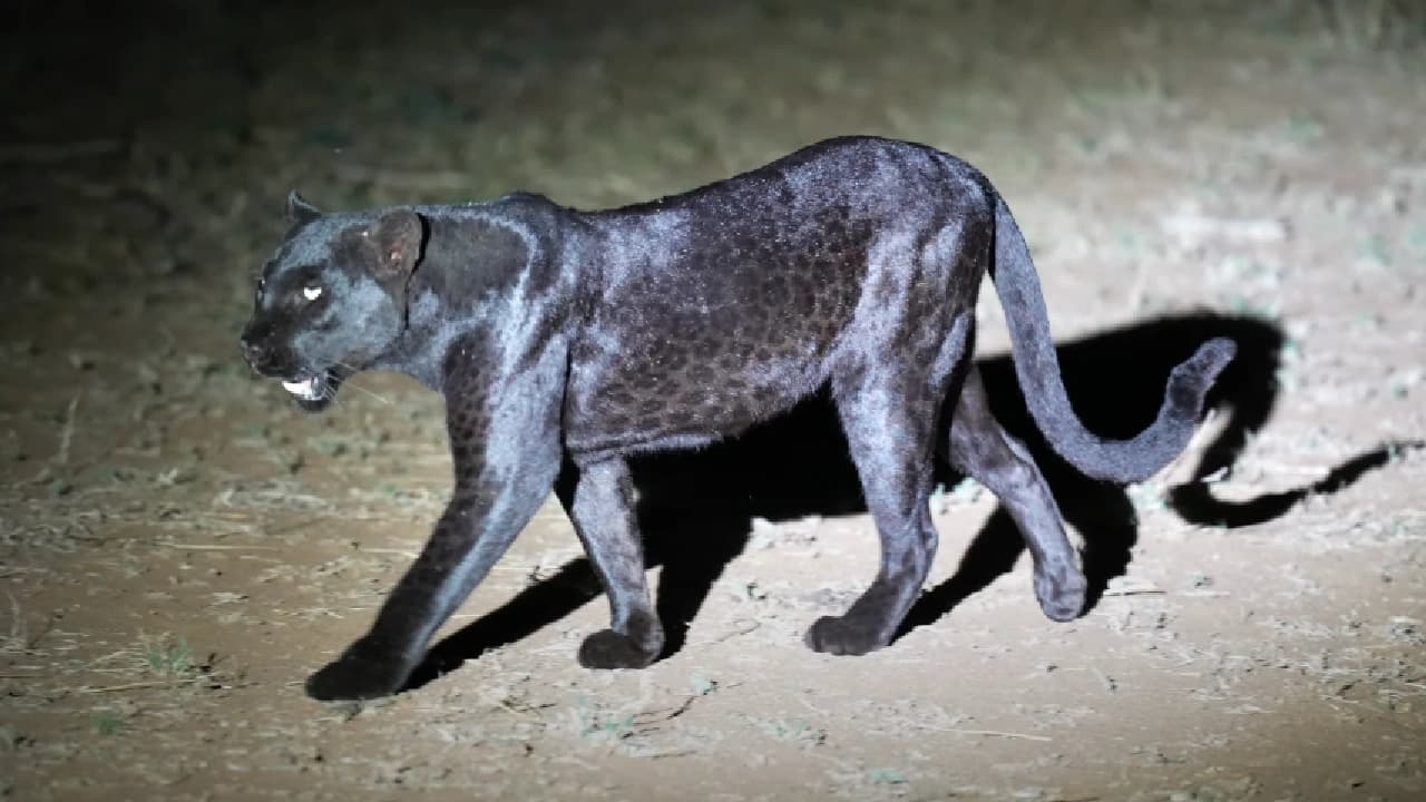 A black leopard seen walking at night – Such a beautiful sight (Video)