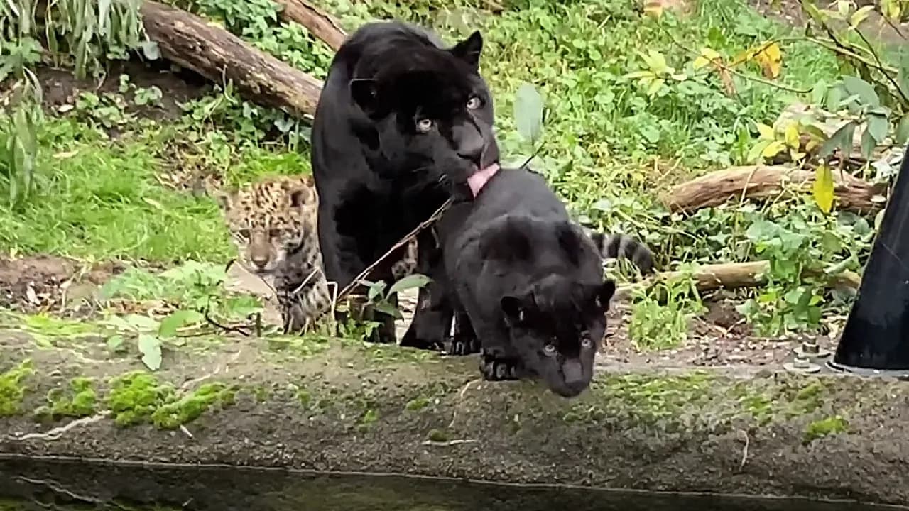 Jaguar cubs are discovering how to interact with food in water as part of their early learning process