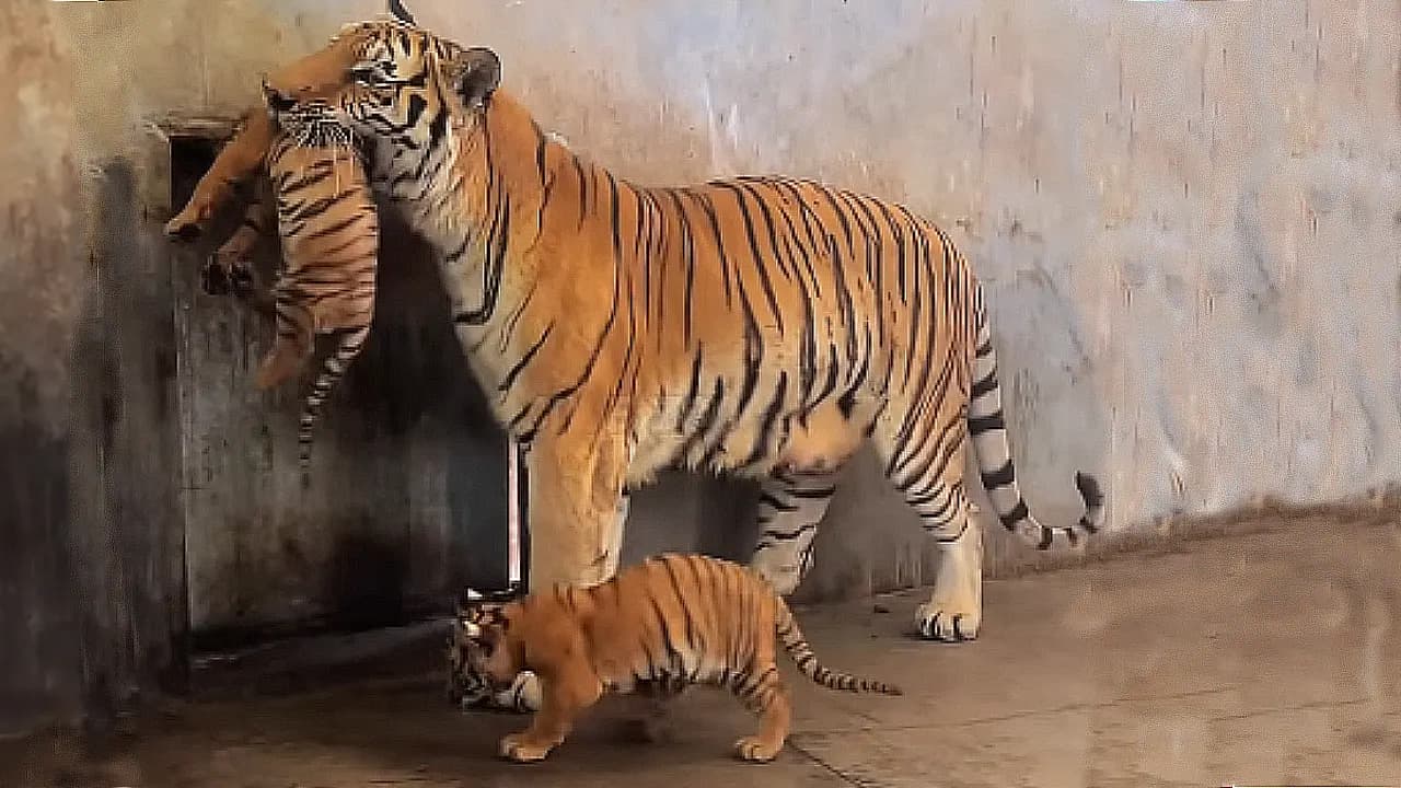 A tiger mom attempts to showcase her adorable cub | So cute (Video)