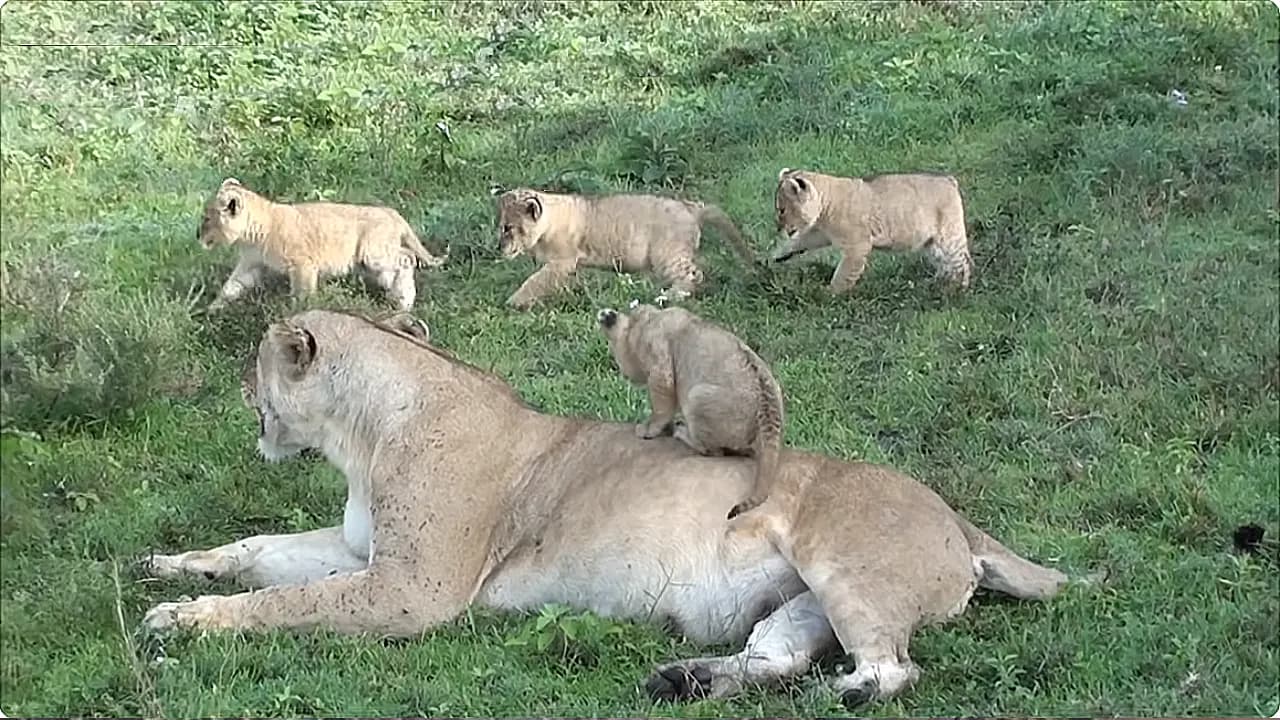 Young lion cubs frolic in a secure, nurturing environment, enjoying playful moments under the watchful protection of their mother