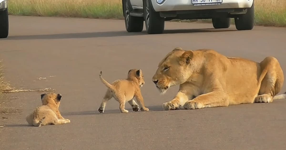 Two tiny lion cubs, 29 days old, try to block the road (Video)